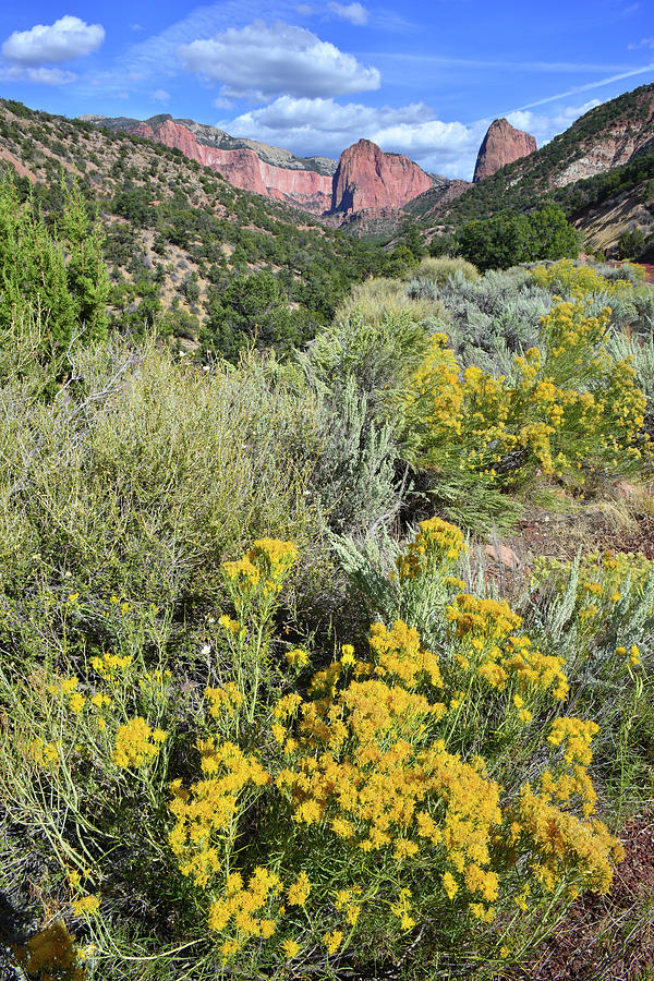 Kolob Canyon Terrace Scenic Drive Photograph by Ray Mathis