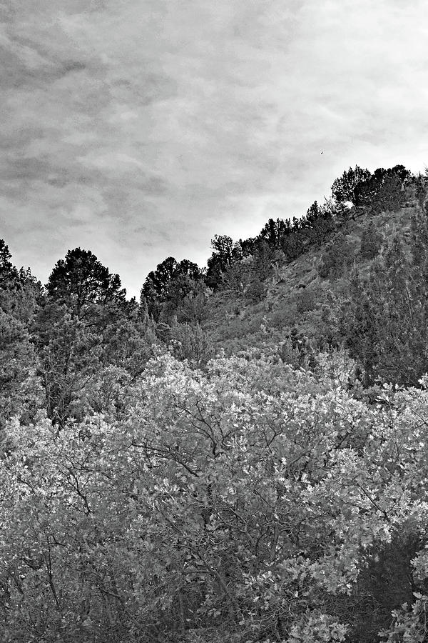 Kolob Canyon Trees No. 1-1 Photograph by Sandy Taylor