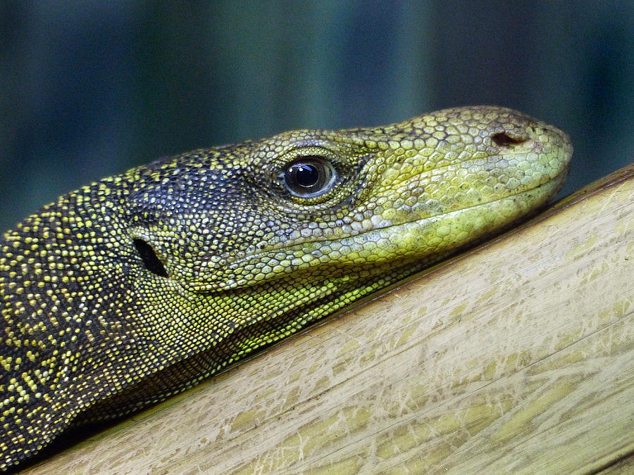Komodo Dragon 2 Photograph by JustJeffAz Photography