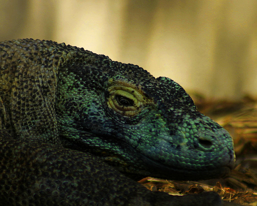 Komodo Dragon Photograph by Anthony Jones