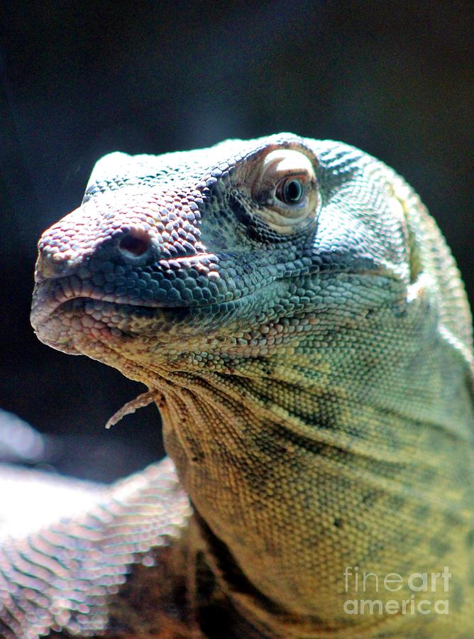 Komodo Dragon Photograph by Mesa Teresita - Fine Art America