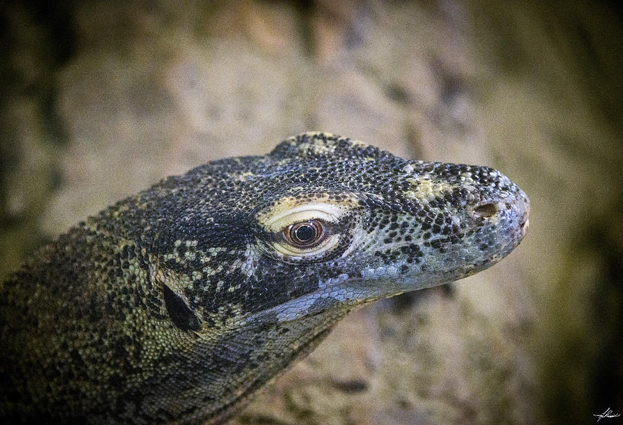 Lizard Photograph - Komodo Dragon #1 by Phil And Karen Rispin