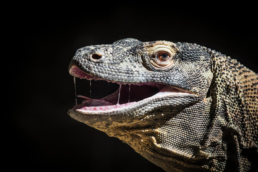 Komodo Dragon Profile Photograph by Bill Cubitt