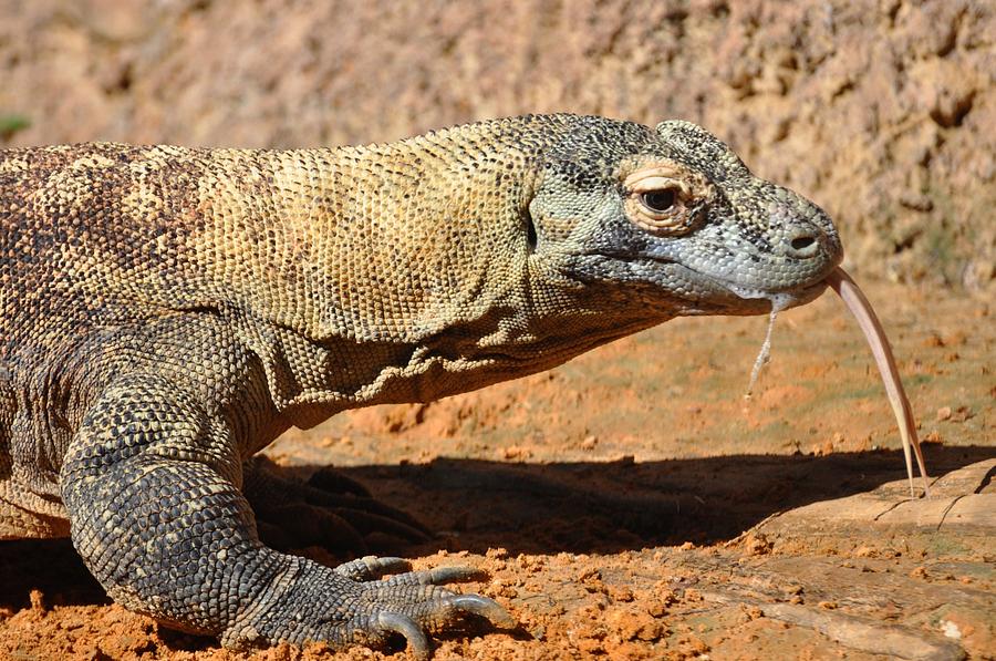 Komodo Dragon showing forked tongue Photograph by Rose  Hill