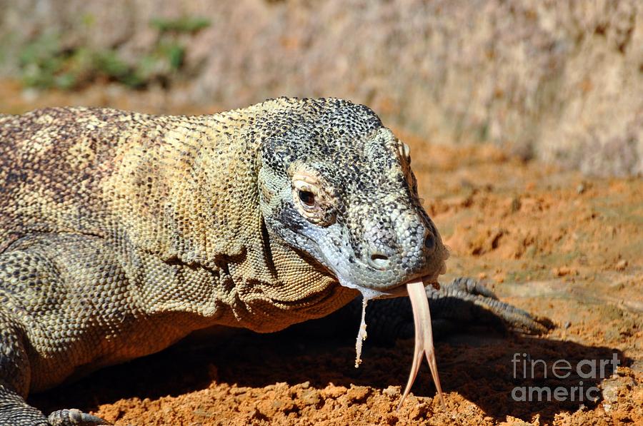 Komodo Dragon with forked tongue Photograph by Rose  Hill