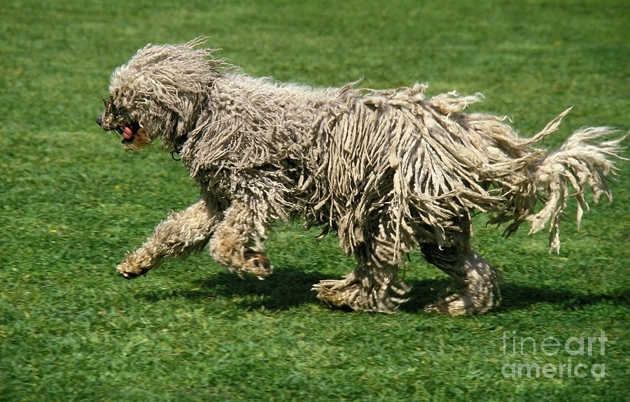 Komondor Dog, Running On Grass Photograph by Gerard Lacz Fine Art America