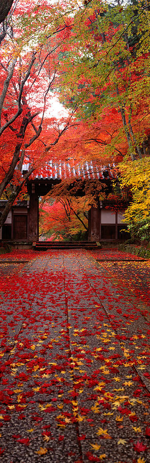 Komyoji Temple  Kyoto Japan Photograph by Panoramic Images