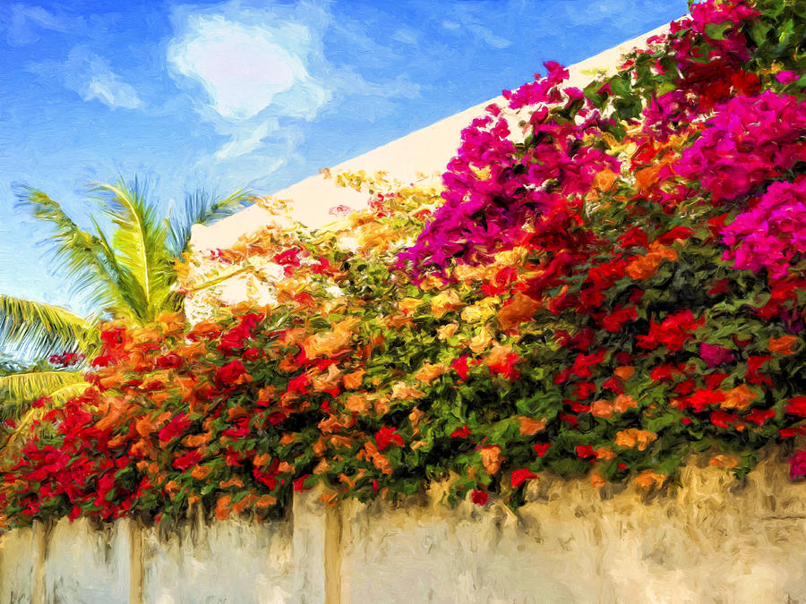 Kona Bougainvilleas Painting by Dominic Piperata