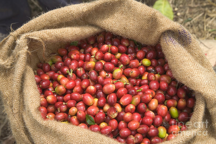 Kona Coffee Bean Harvest Photograph by Inga Spence