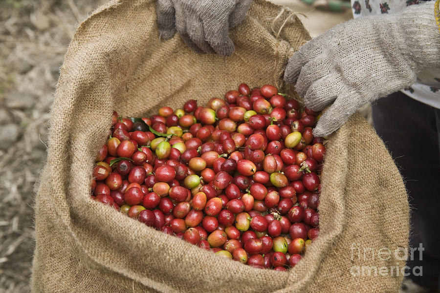 Kona Coffee Beans Photograph by Inga Spence