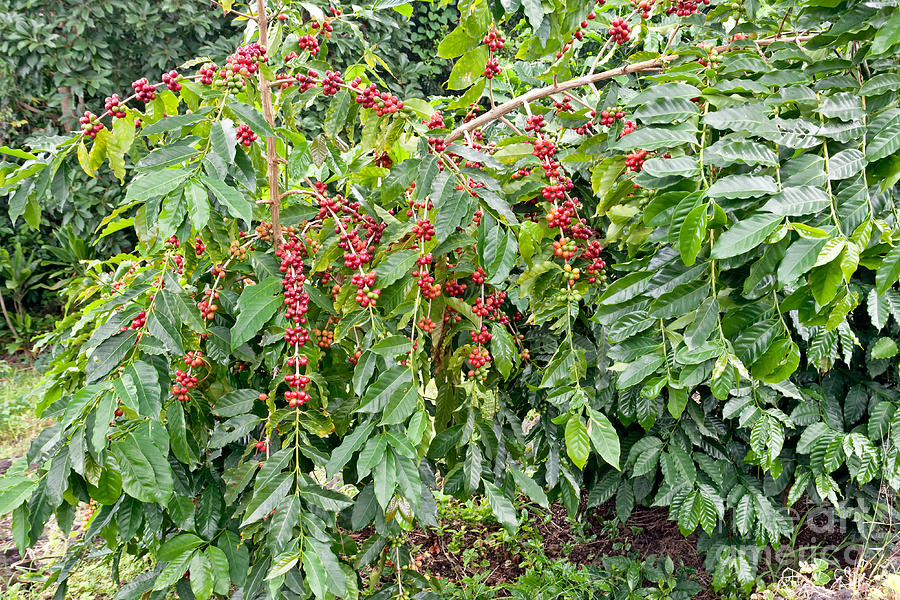 Kona Coffee Beans Maturing Photograph by Inga Spence