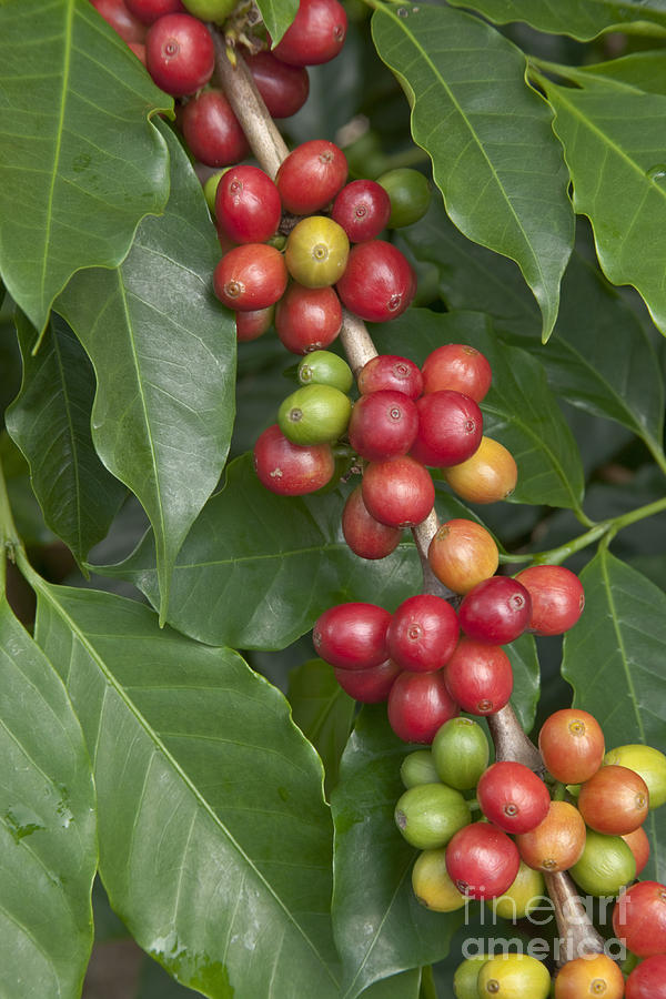 Kona Coffee Berries Photograph by Inga Spence