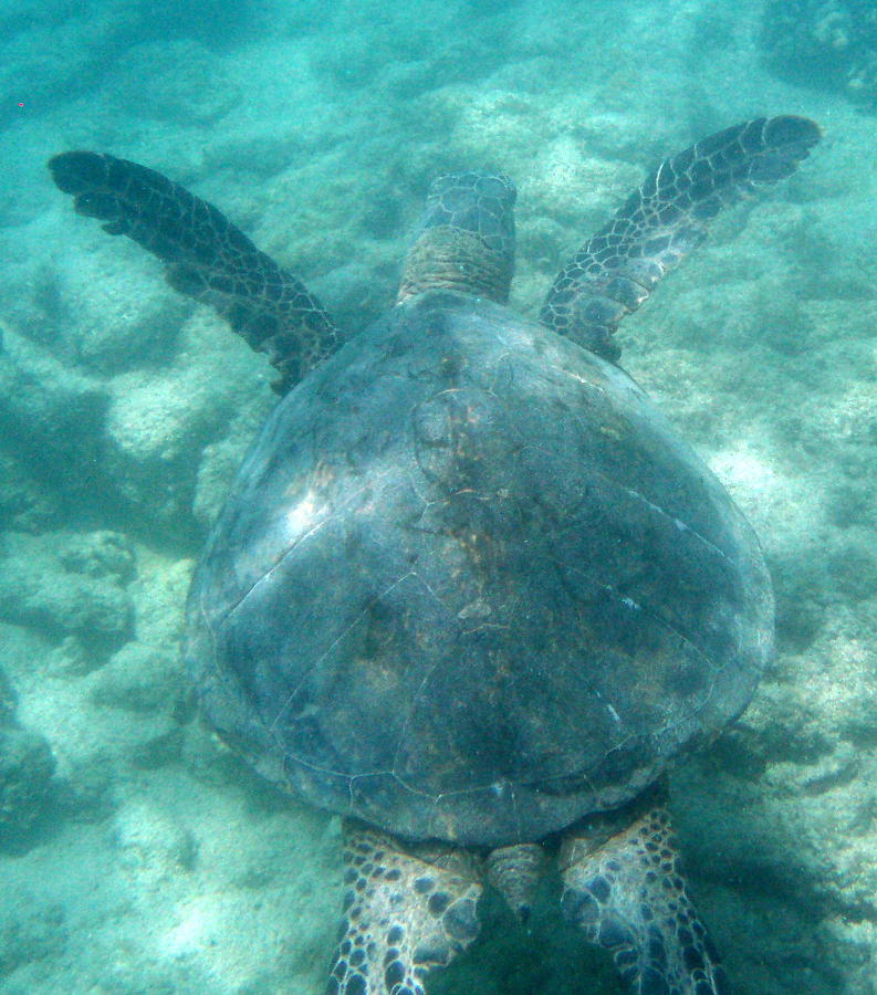 Kona Village Turtle Photograph By Peter Scolney - Fine Art America