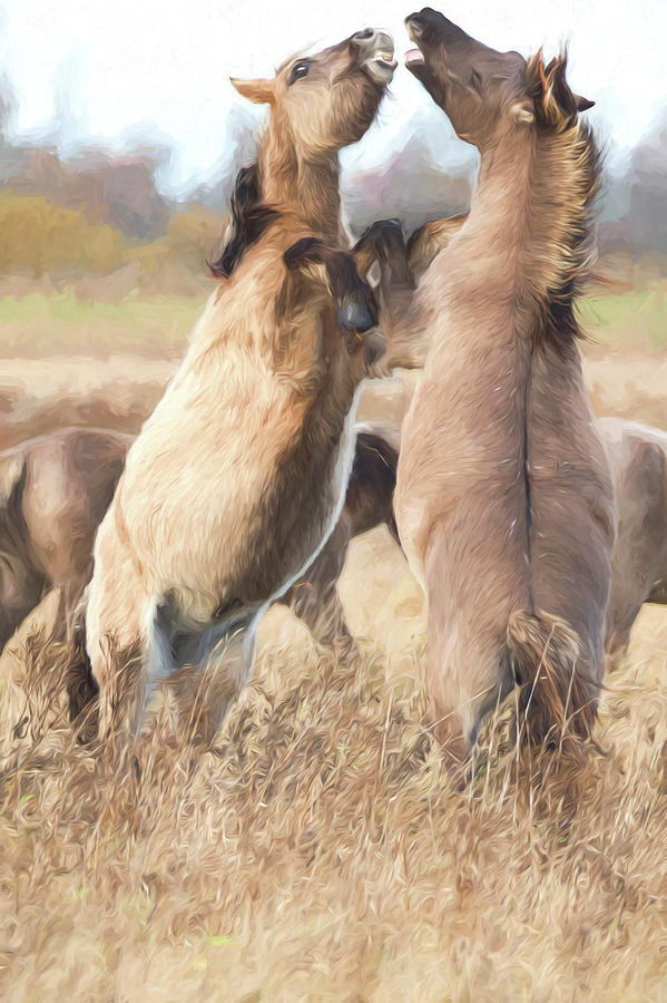 Konic Ponies Photograph