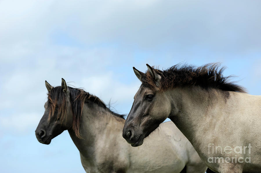 Konik Stallion and Mare Photograph by Carien Schippers