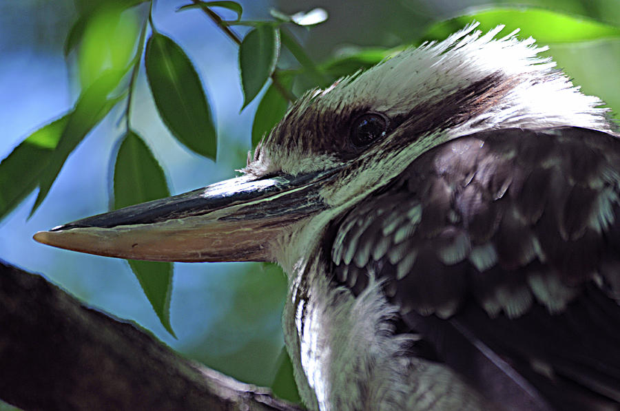 Kookaburra 1 Photograph by Diana Douglass