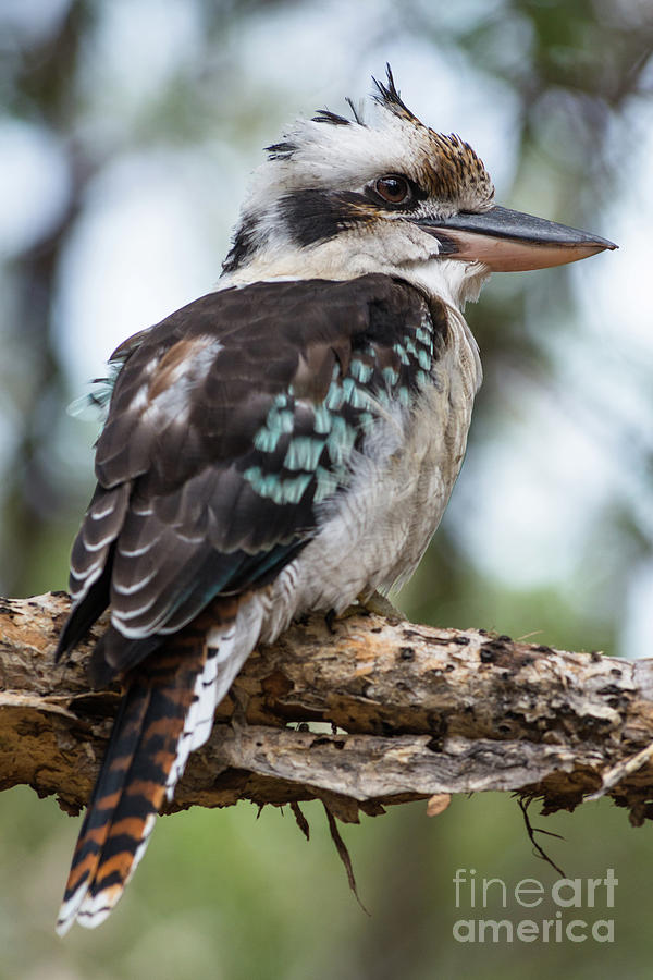 Kookaburra Photograph by Andrew Michael