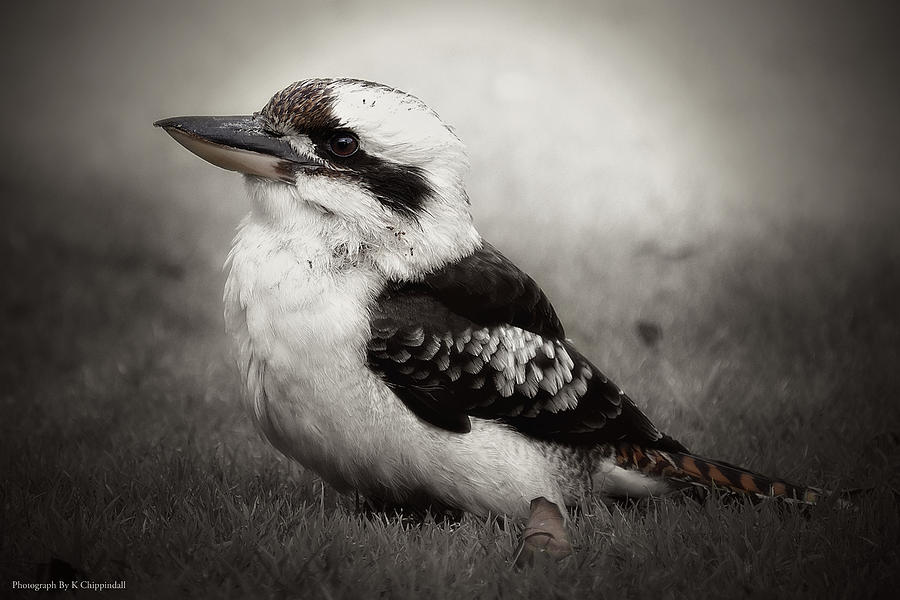 Kookaburra Beauty 01 Photograph by Kevin Chippindall