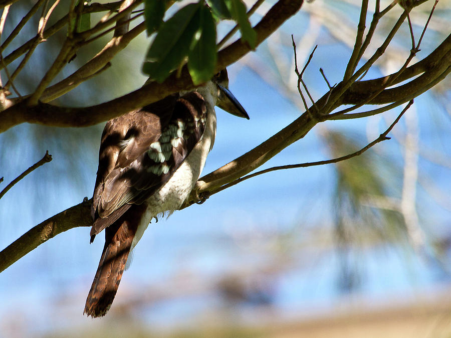 Kookaburra Hiding In A Tree Photograph by Miroslava Jurcik