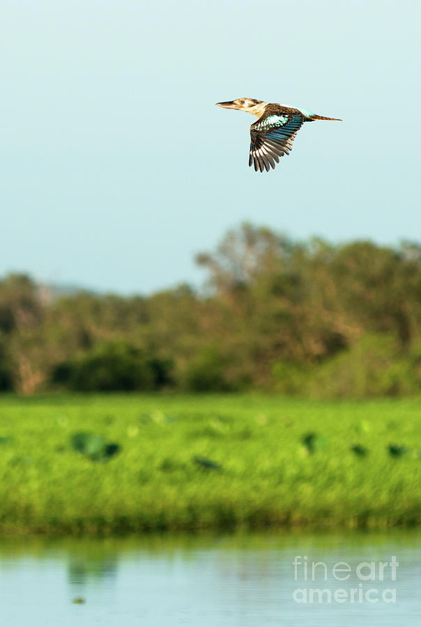 Kookaburra in flight over Yellow Water Wetlands Photograph by Andrew Michael