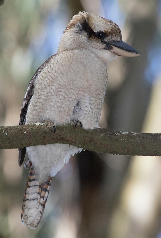 Kookaburra in Nature Photograph by Masami IIDA