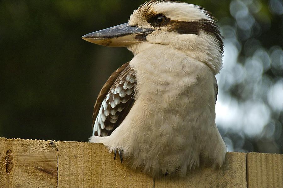 Kookaburra Photograph by Jocelyn Kahawai