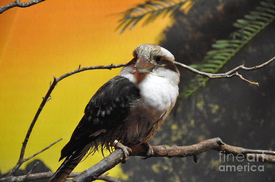 Kookaburra Photograph by John Black