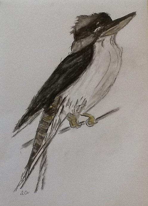 Kookaburra Drawing by June Orr