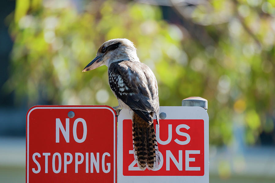 kookaburra-on-a-road-sign-photograph-by-merrillie-redden