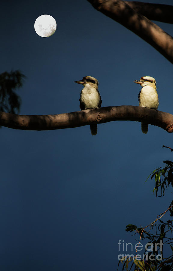 Kookaburra pair in gum tree Photograph by Sheila Smart Fine Art Photography