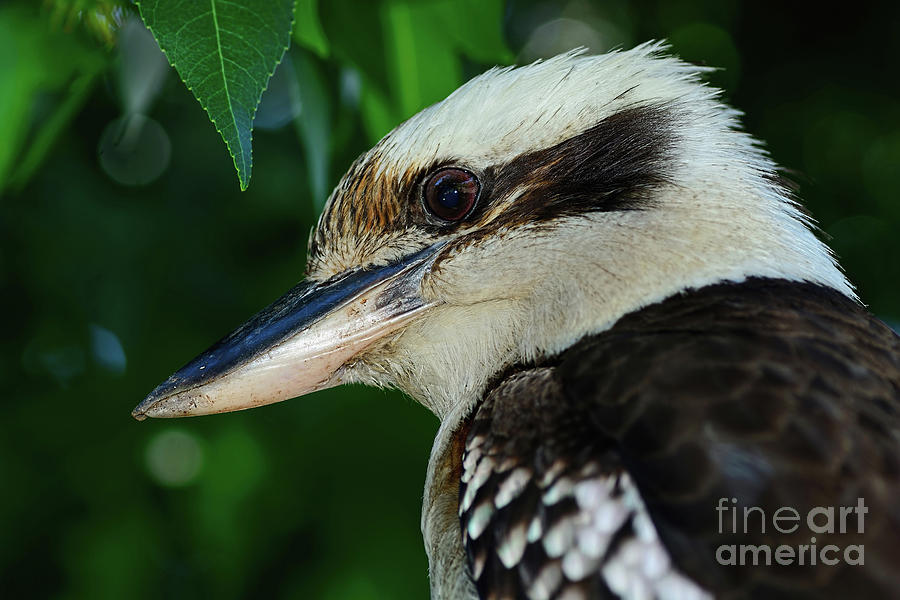Kingfisher Photograph - Kookaburra Portrait by Kaye Menner by Kaye Menner