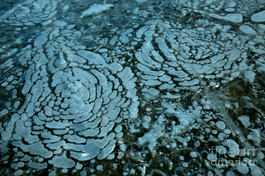 Kootenay Plains Methane Ice Bubbles Photograph by Adam Jewell