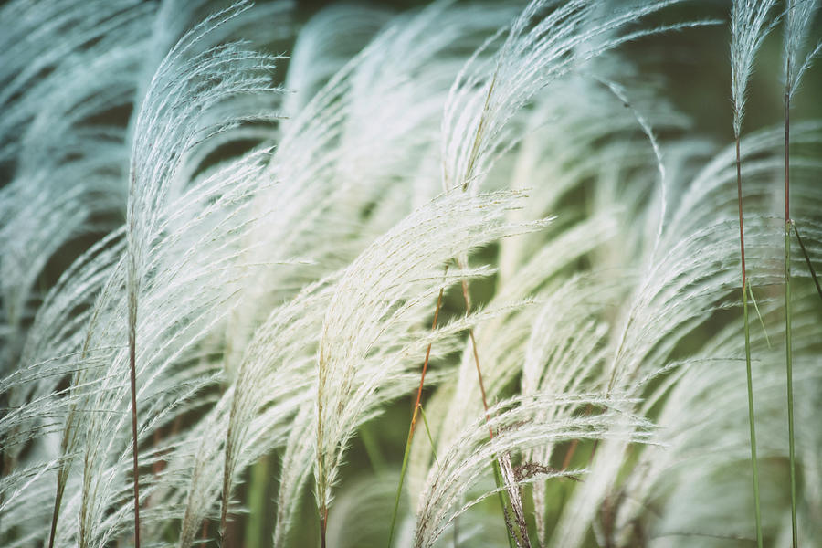 Korean Feathery Grasses Film Photograph By Rae Rae Pixels