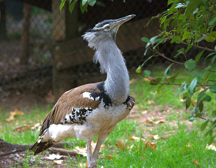 Kori Bustard Portrait Photograph By Roy Williams