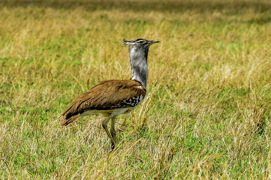 Kori Bustard - Serengeti Photograph by Marilyn Burton