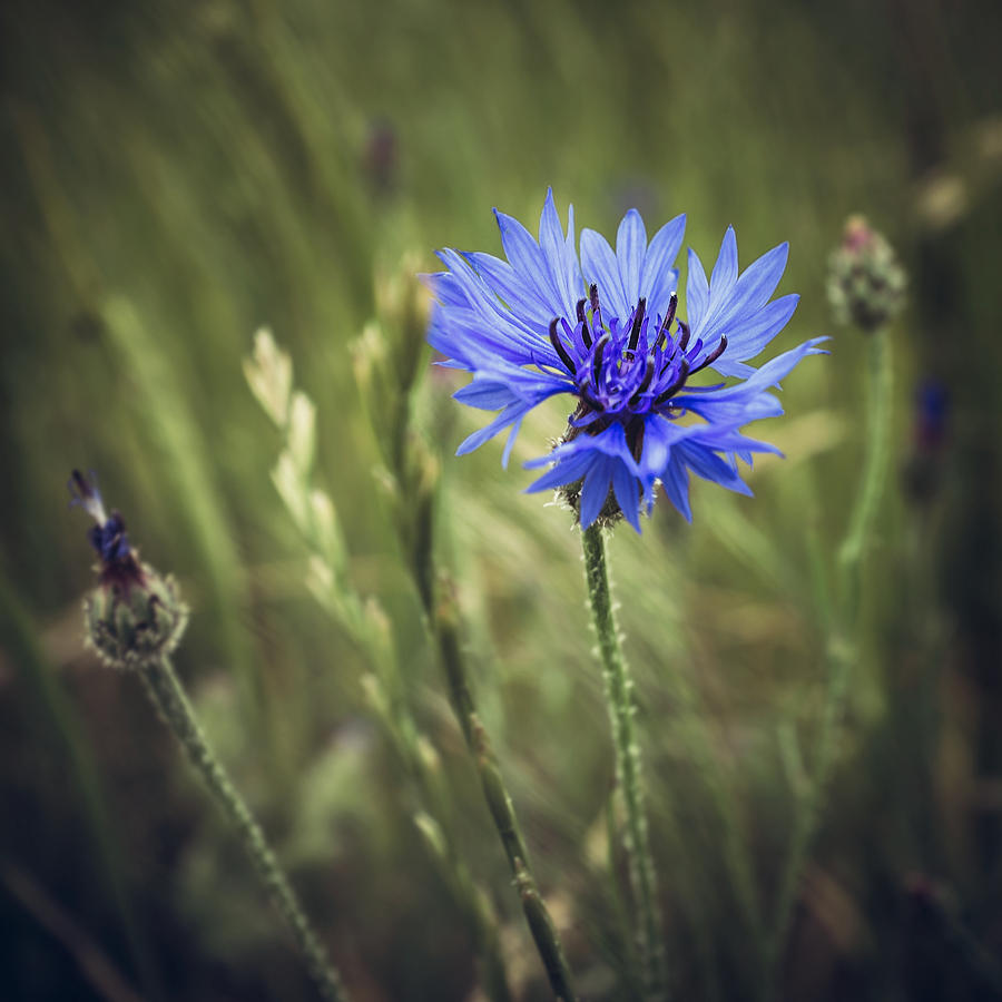 Kornblomst Photograph by Bo Nielsen - Fine Art America