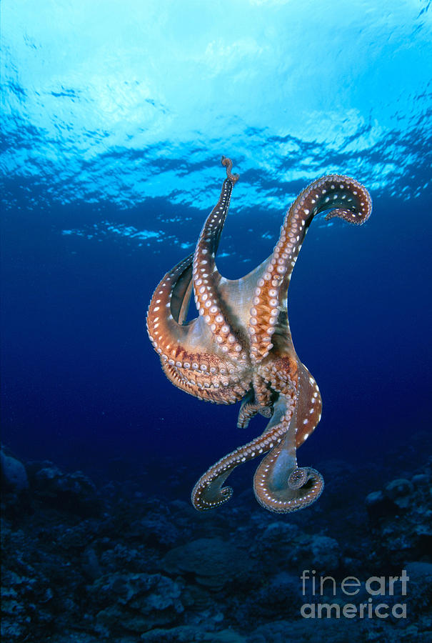 Kosrae, Day Octopus Photograph by Dave Fleetham - Printscapes