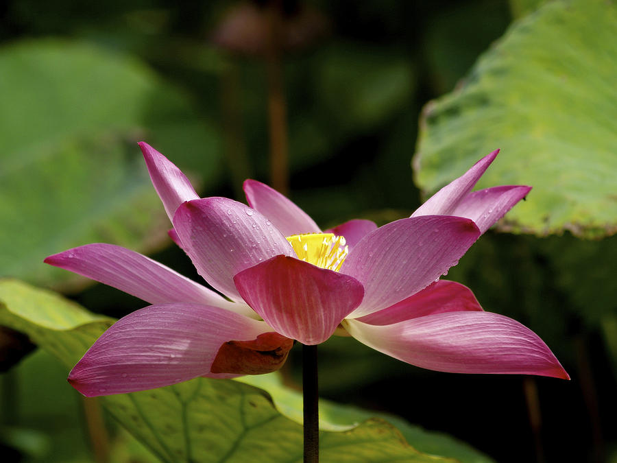 Lotus Photograph - Kota Kinabalu Sabah Malaysia 32 by Per Lidvall