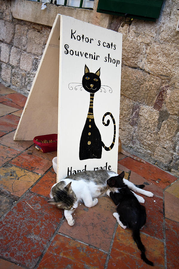 Kotor Cats Photograph by Sally Weigand