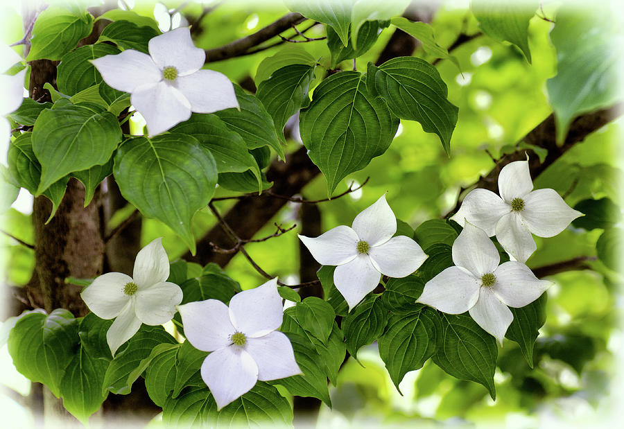 Kousa Dogwood In Bloom Photograph By Carolyn Derstine 