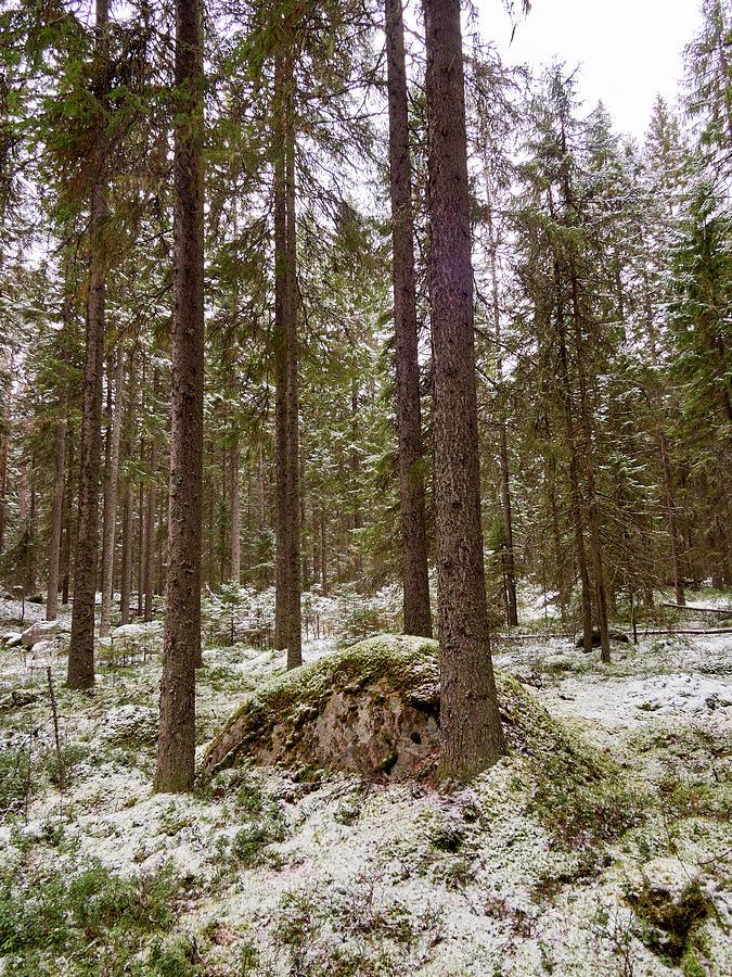 Kovero forests Photograph by Jouko Lehto