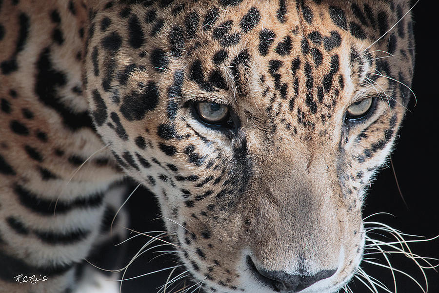 Kowiachobee Animal Preserve - Leopard on the Prowl Photograph by Ronald Reid
