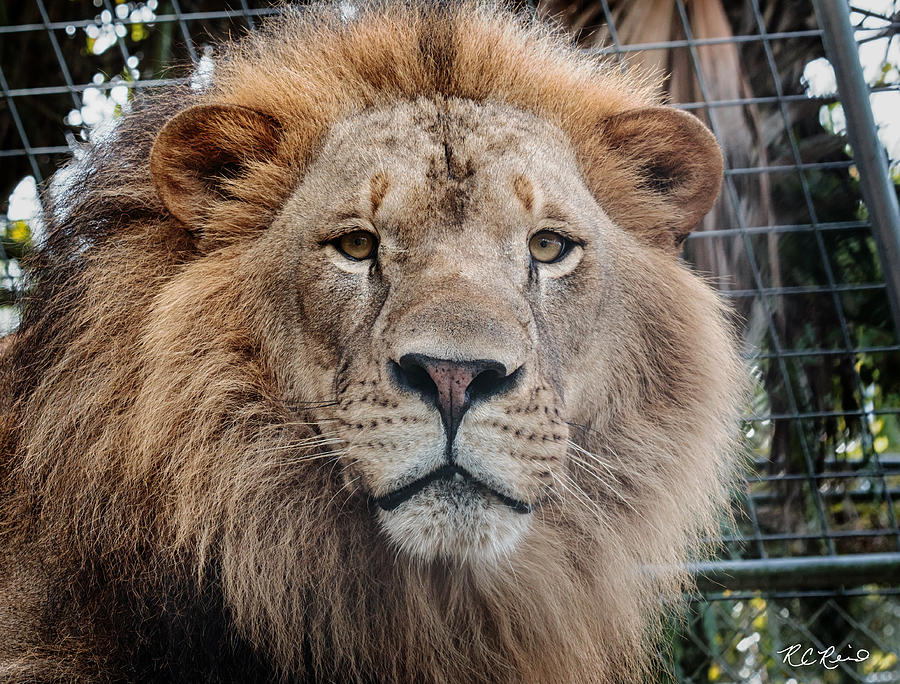 Kowiachobee Animal Preserve - Lion King Photograph by Ronald Reid