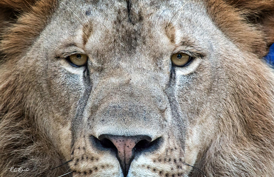 Kowiachobee Animal Preserve - Lion up Close Photograph by Ronald Reid