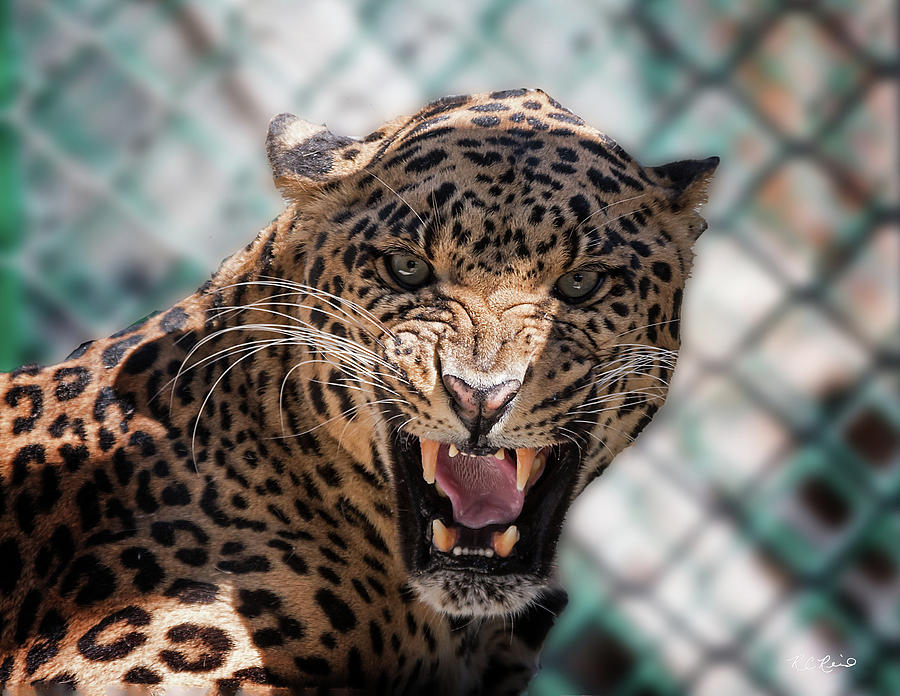 Kowiachobee Animal Preserve - Unhappy Leopard Photograph by Ronald Reid