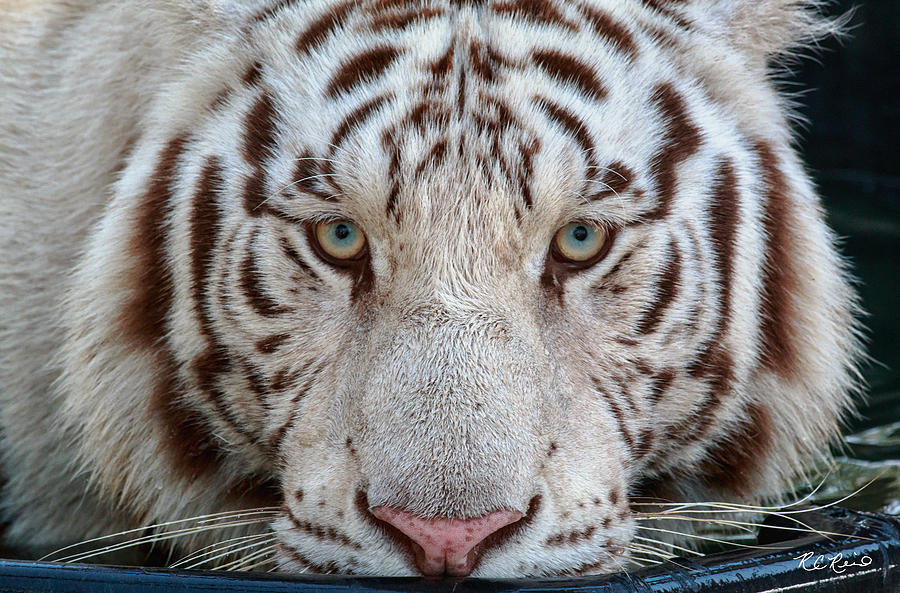 Kowiachobee Animal Preserve - White Bengal Tiger Photograph by Ronald Reid