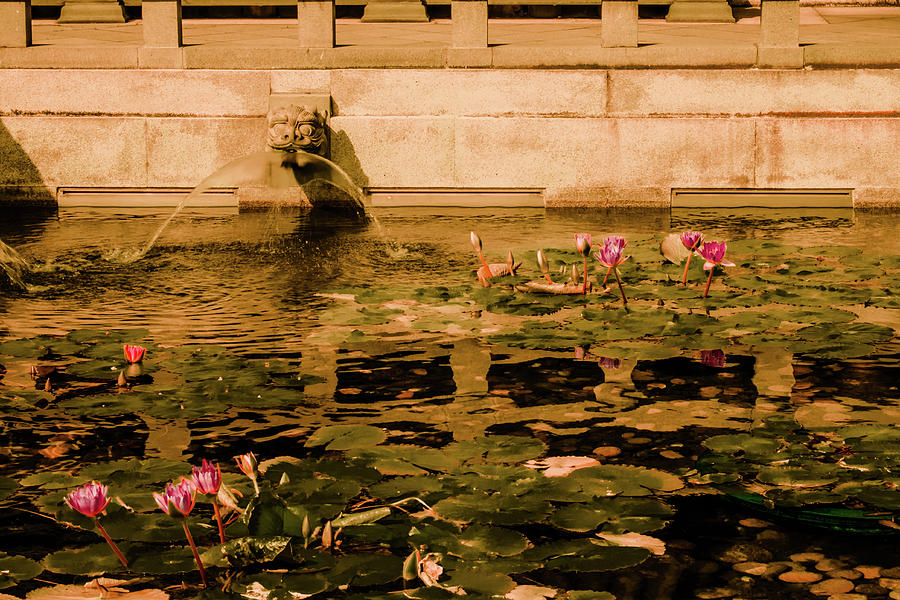 Kowloon - Lily Pool Photograph by Mark Forte