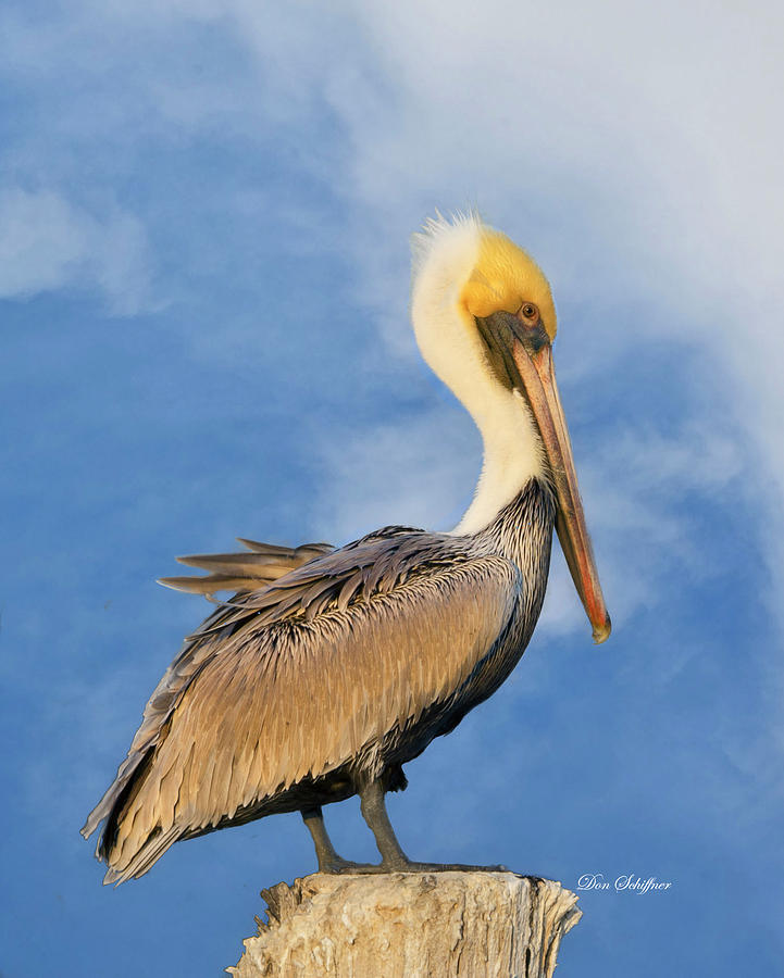 Kremers Pelican Photograph by Don Schiffner