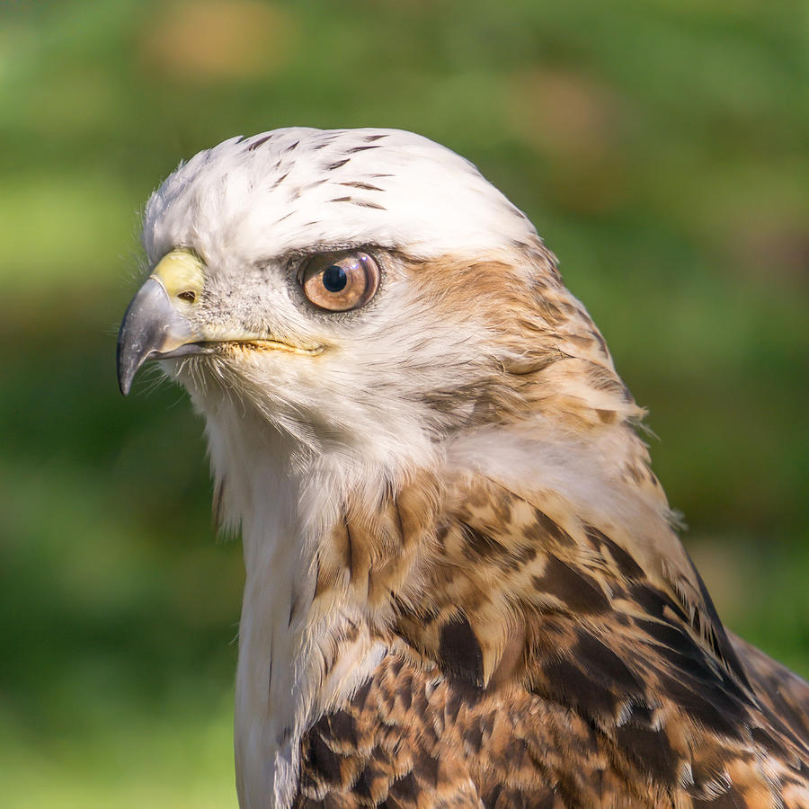 Krider's Red-tailed Hawk Photograph by Jim Hughes