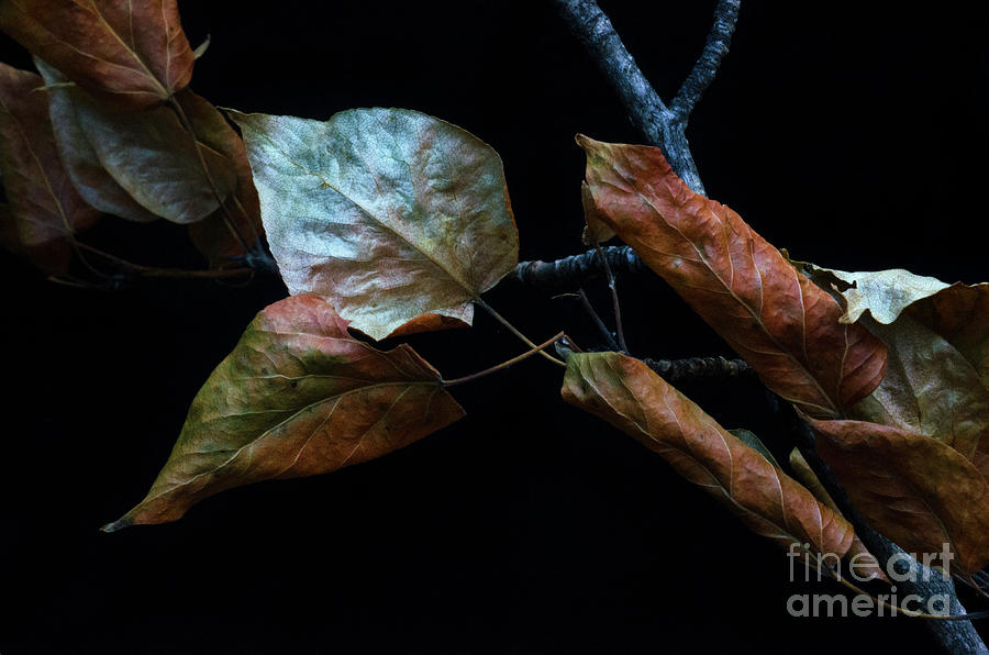 Crinkled Leaves 1 Photograph by Bob Christopher